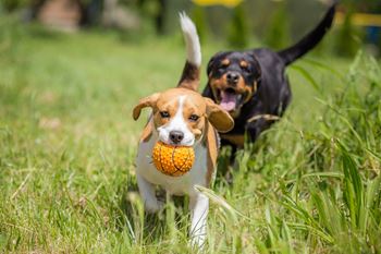 2 Dogs playing at dog park
